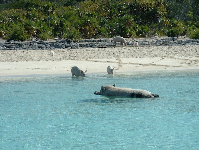 Swimming Pigs